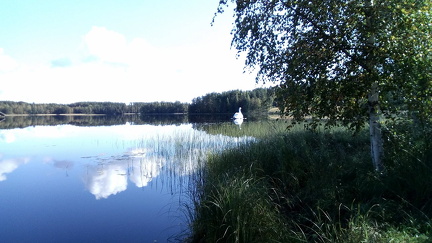 Keskivertoa kookkaampi joutsen