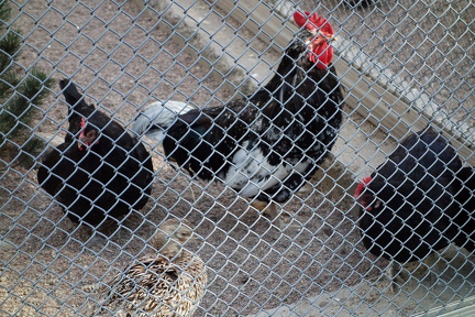 Tampereen Sorsapuisto