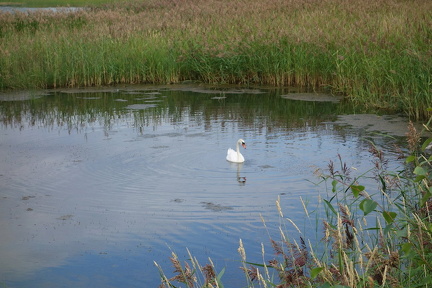 Joutsen