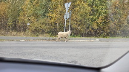 Haaparantalainen jalankulkija