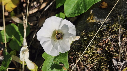 Pulkkilanharju Päijänteellä