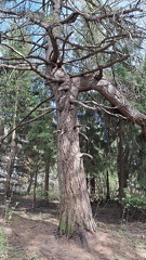 Hietasaaren vanha puu